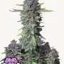 Насіння конопель PURPLE PUNCH Auto від Fast Buds